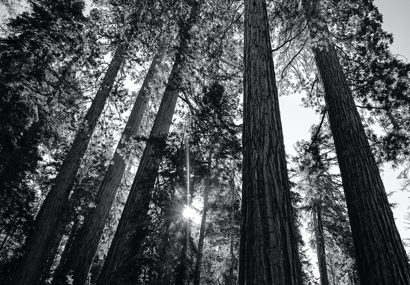 2nd PrizeOpen Mono In Class 2 By John Engle For Sunrise In The Sequoias DEC-2020.jpg